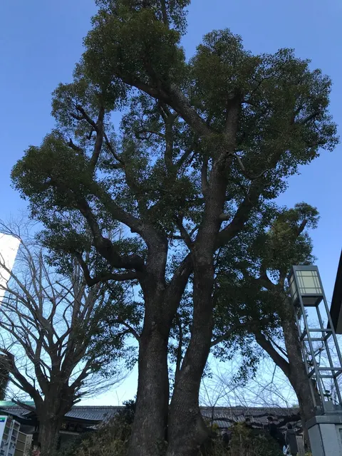 日枝神社（撮影: くりたま）