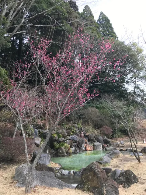 霧島神宮（撮影: くりたま）