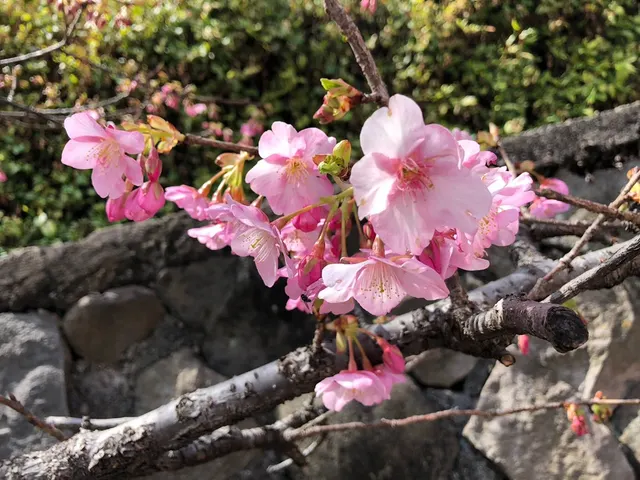 来宮神社（撮影: くりたま）