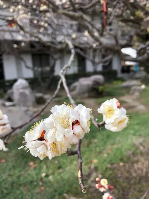 太宰府天満宮（撮影: くりたま）