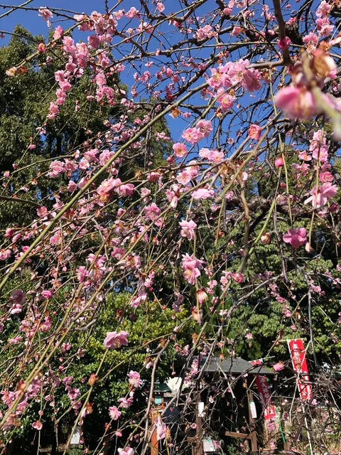 源九郎稲荷神社（撮影: くりたま）
