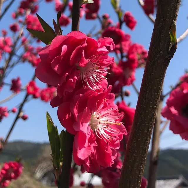 小國神社（撮影: くりたま）