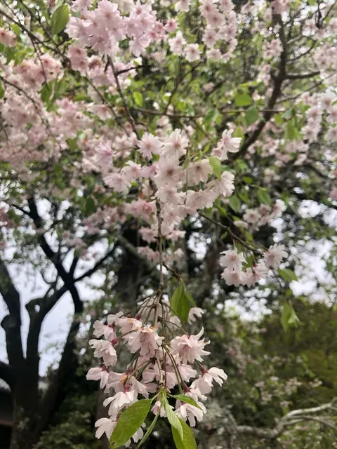丹生都比売神社（撮影: くりたま）