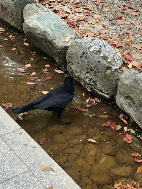 熱田神宮（撮影: くりたま）